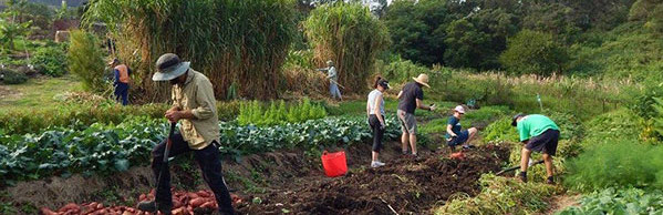 Volunteer illawarra farm green connect